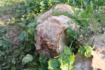 Dark red bloodstains on a pale rock in the sunlight which has green leaves, blades of grass, nettles and weeds around it. 