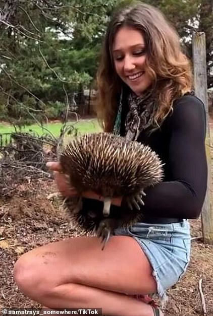 American hunting influencer Sam Strable (pictured) was previously seen picking up a wild echidna