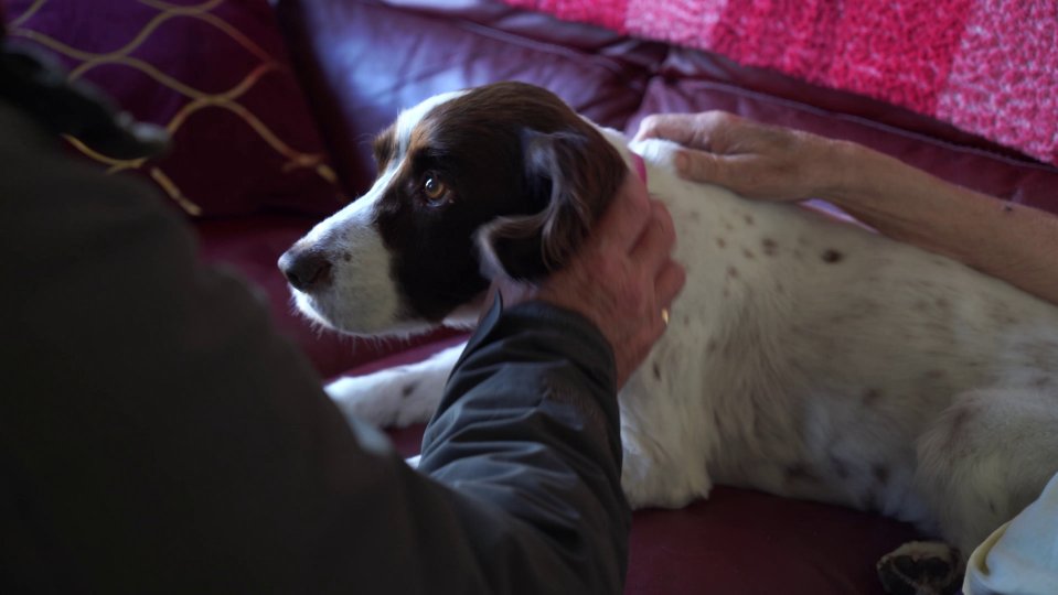 A man petting a liver and white Springer Spaniel.