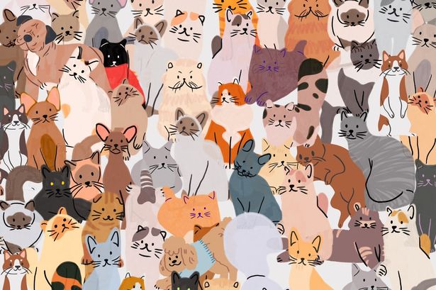 Dog and cat brainteaser