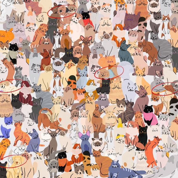 Dog brainteaser answer