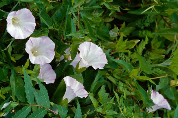 The white flowers of the bindweed plant