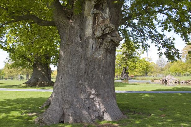 english oak