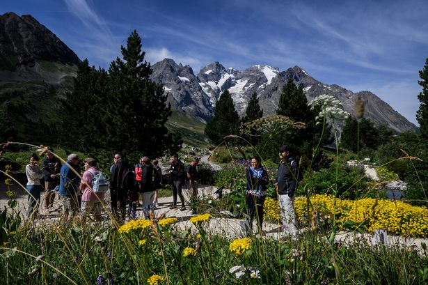 Image of mountains and wild flowers in Grenoble France in spring