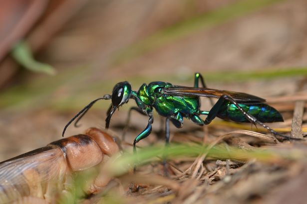 Emerald cockroach wasp or Jewel wasp with prey