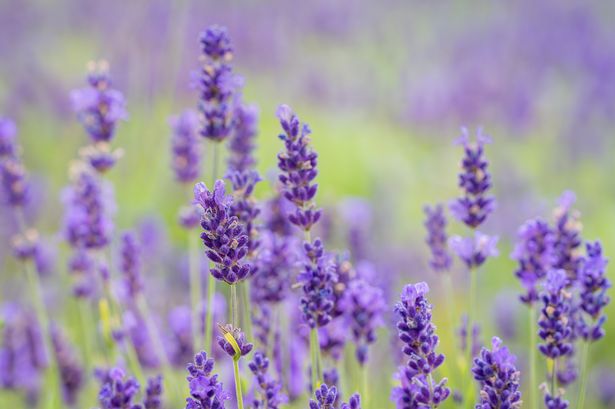 Lavender