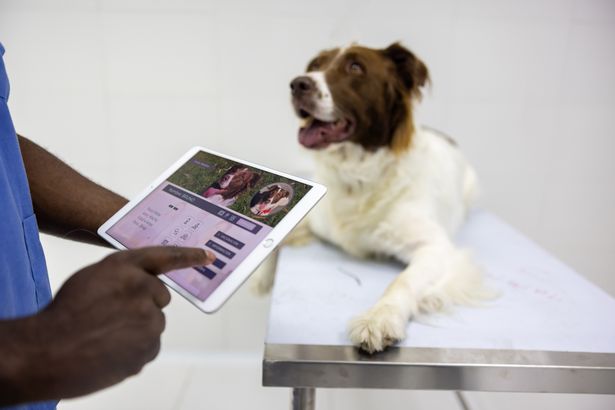 Close-up on a veterinarian reading a medical chart of a dog using a digital tablet at the animal hospital