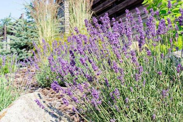 Luxurious lavender bush close-up