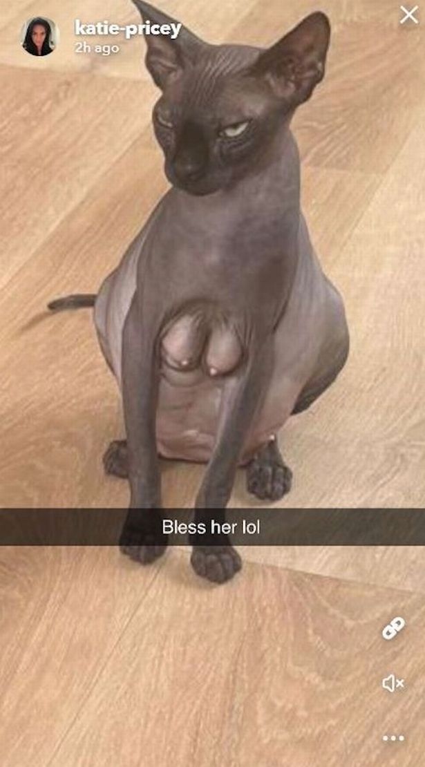 Katie Price's cat has given birth but has faced heartbreak