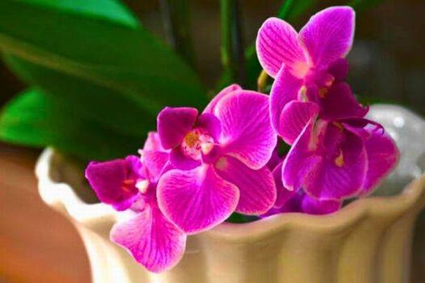 Picture of orchid 