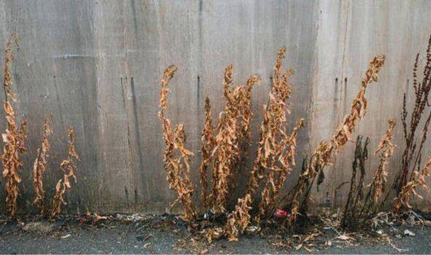 Picture of patio weed dying