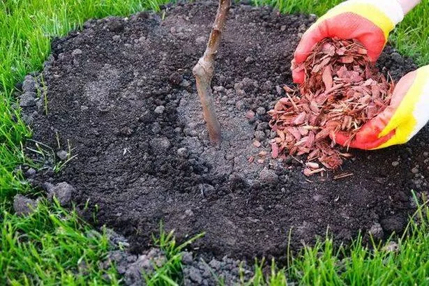 Process of planting an apple tree seedling, gardener mulches with larch bark around tree trunk, hands in gloves close-up