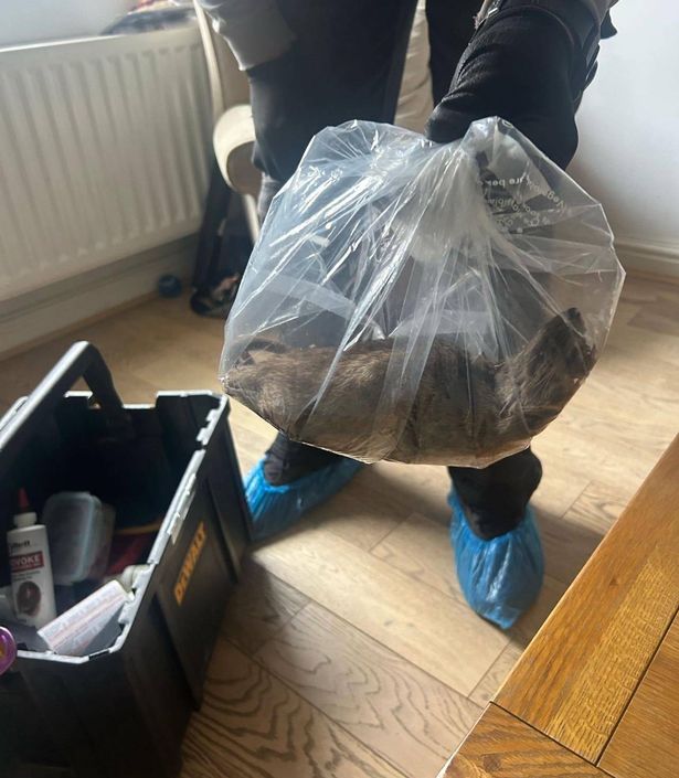 The rat, pictured bagged up, found in a home in Normanby. Picture/credit: UGC/Facebook. Free for use for all LDRS partners.