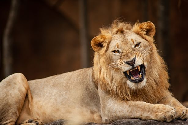 A roaring male lion