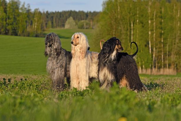 Group of fhree Afghan Hound dogs standing on green field