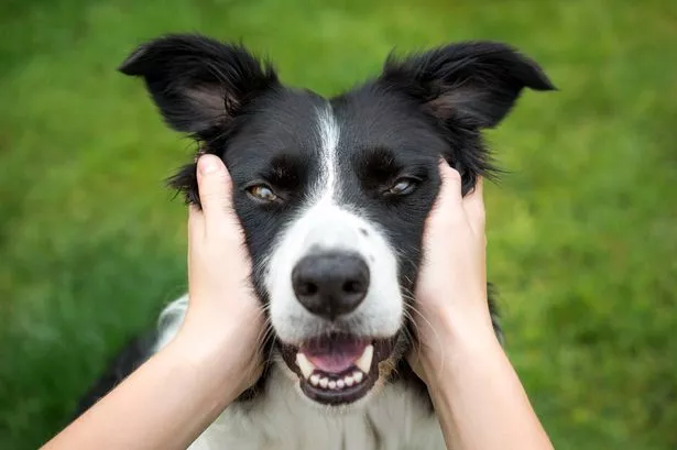 Close up of a Border Collie