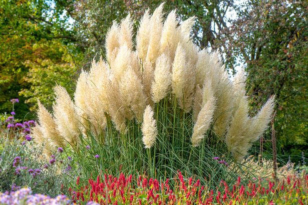 a clump of pampas grass