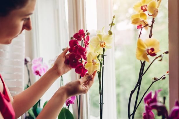 Woman checking her orchids on window sill. Housewife taking care of home plants and flowers. Hobby and leisure
