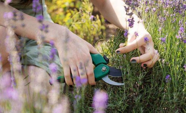 Young woman cutting bunches of lavender
