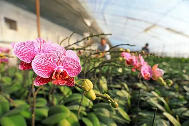 LUANNAN COUNTY, China - December 3, 2020: gardeners manage Phalaenopsis in a nursery, LUANNAN, Hebei Province, China