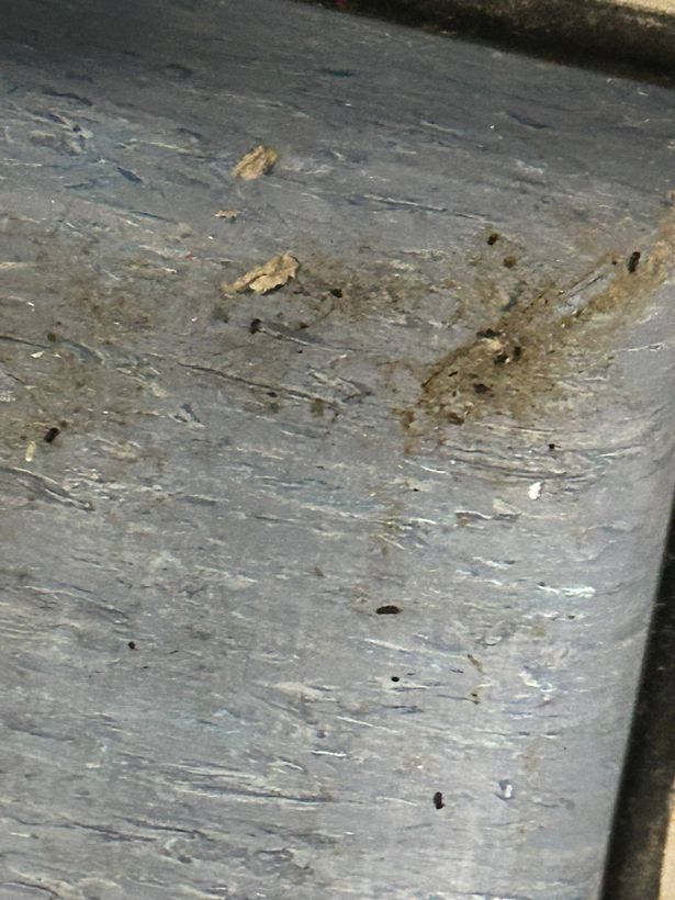 The mouse droppings on the floor in the hospital