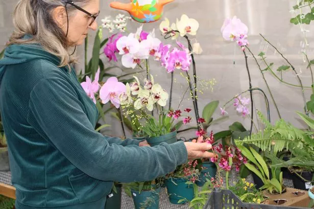 middle-aged woman taking care of plants