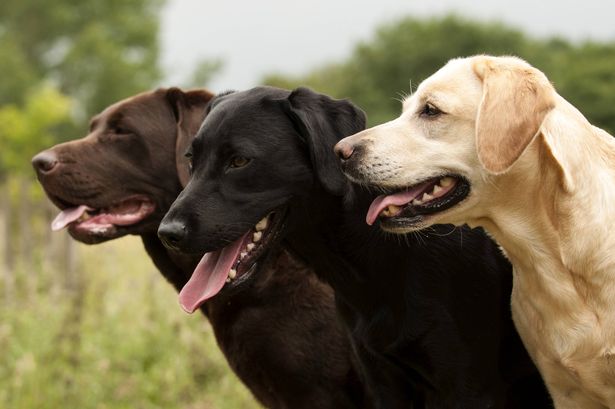 three lovely Labradors, head shot