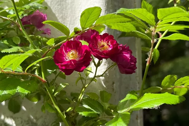 Perennials