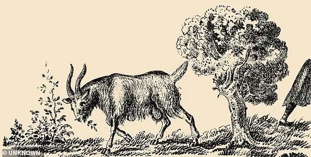 What appears to be a simple picture of a grazing goat actually has a woman¿s face hiding in plain sight