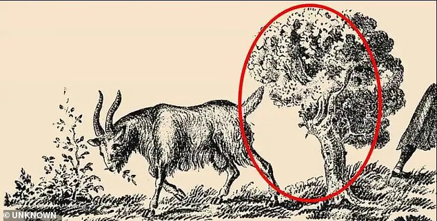 The hidden woman, circled here, consists of a large face looking left. The leaves on the tree make up her bushy hair, and the trunk provides the outline for the back of her neck