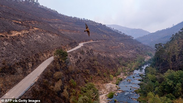 Aerial view showing burnt trees in Arouca, Portugal despite efforts to tackle the fires