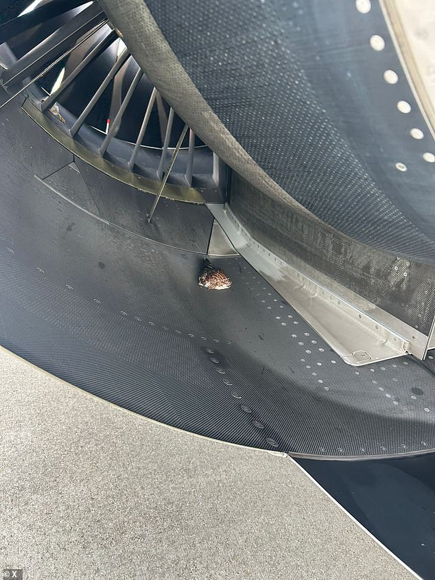 In one photo, the offending bird that apparently cause the strike was seen in one of the plane's jets