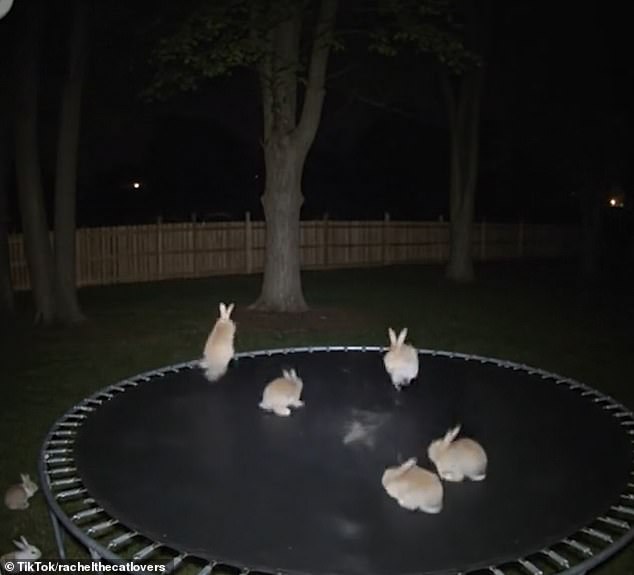 If you look closely at the video, you can see that two rabbits merge into one. Meanwhile, a grey rabbit changes colouration mid-bounce
