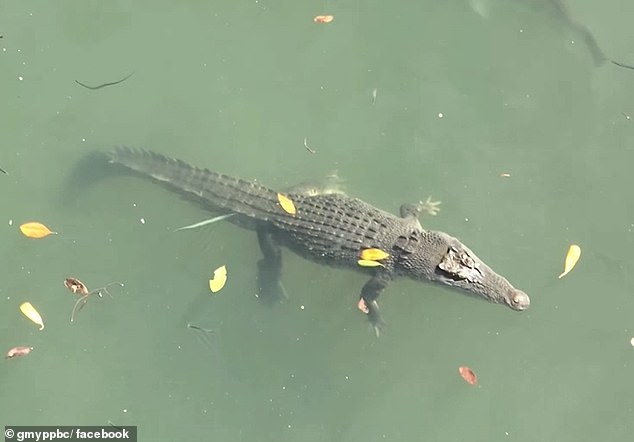 The net in which Big John (pictured) was found was still in use, not abandoned