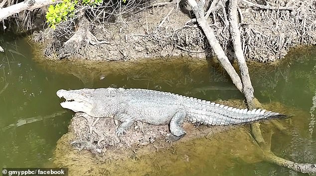 The Department of the Environment, Tourism, Science and Innovation is investigating Big John's death