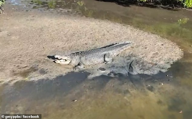 Big John (pictured) was a local celebrity in Far North Queensland and hailed as a 'guardian of the waterways'