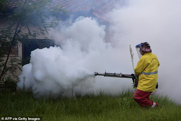 Chikungunya infections are most common in Asia, Africa and South America (Pictured: A municipal worker eradicating virus-spreading mosquitos in Asuncion, Paraguay)