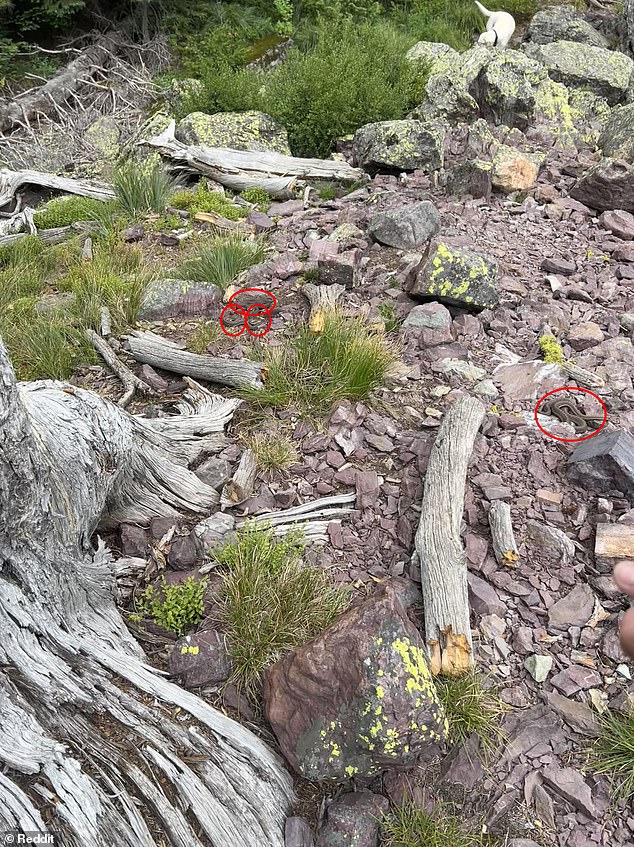 Revealed: Three snakes are coiled near tufts of grass, while a fourth hides between the rocks - did you find them all in time?