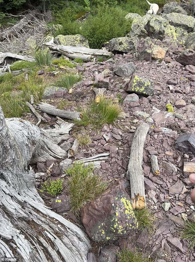 Can you spot them? Four snakes are hidden in plain sight along this rocky trail - but most people miss at least one