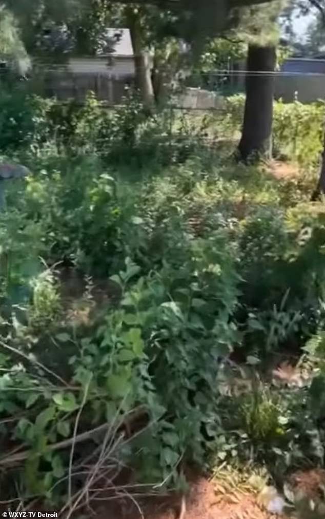 He spotted her trying to tackle the tall grass with the mower in one hand and her walker in the other
