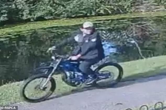 The RSPCA is appealing for any information on a man (pictured) after several geese were killed and injured on a canal path by Anchor Field in Leigh in Greater Manchester at 7pm on Friday, July 18