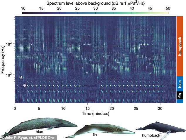 Humpbacks, with their diverse diet and resilience to tough conditions, kept singing as usual. But blue and fin whales, relying almost solely on krill, were heard singing far less than in past years