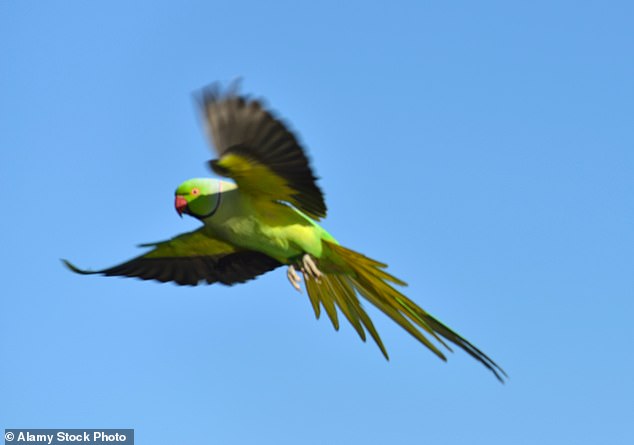 Britain's burgeoning parakeet population could soon have a new nemesis as goshawks, who feed on pigeons, grey squirrels and rats, could soon target parakeets