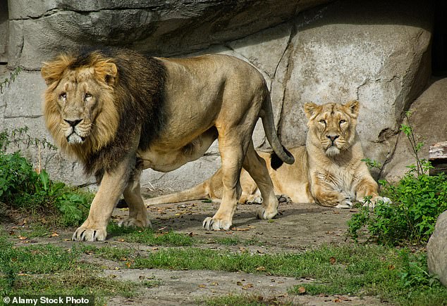 Aalborg Zoo, in northern Denmark is running a programme where people can donate their pets to be euthanised and fed to the animals