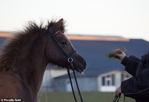 Pernille Sohl could've taken her ailing pony to the vet but instead, the Danish mother decided to take it to the local zoo to be fed to the lions