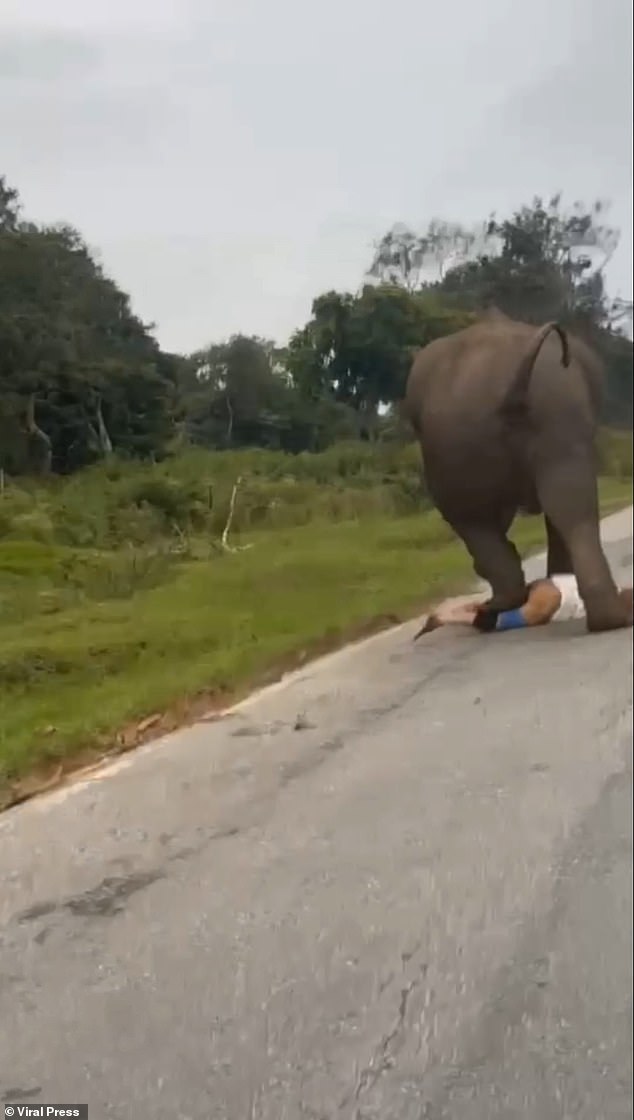The tourist runs away but the elephant catches him. The giant animal stomps on him several times, taking off his trousers and underwear