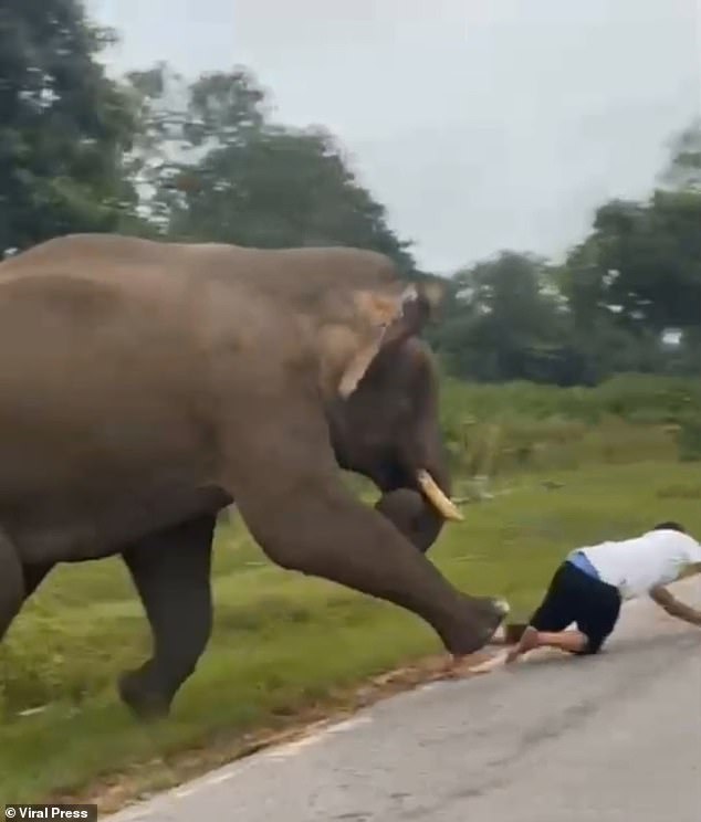 A video of the incident was filmed by visitors at the reserve in Karnataka and has since emerged online. It shows the elephant standing on the side of the road before flinging its trunk and charging across the road in front of a moving car - in pursuit of the tourist