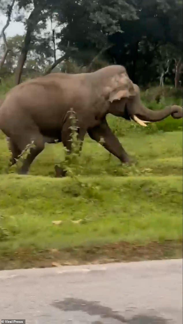 According to a witness, Daniel Osorio, the elephant was seen eating carrots roadside when the tourist approached it to take a selfie
