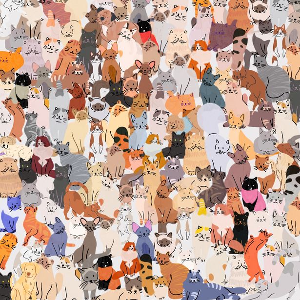 Dog brainteaser