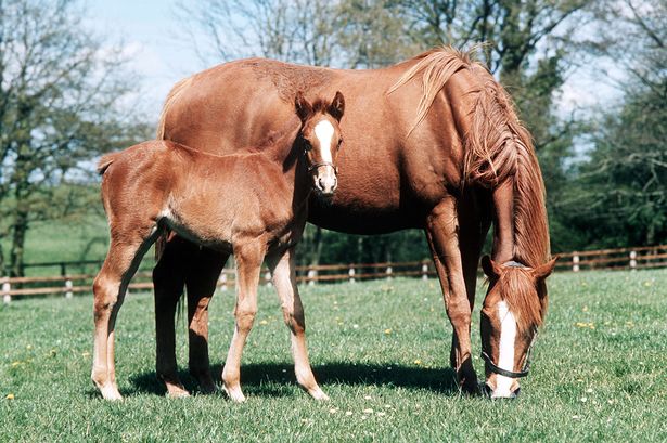 More than 20 mares and foals died in a blaze at a farm in France